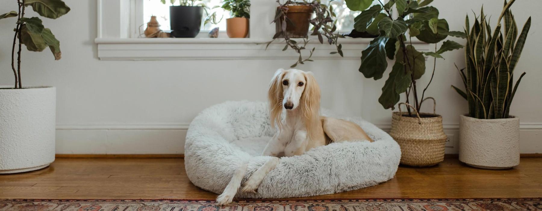 large dog sits in its bed under a windowsill full of potted plants